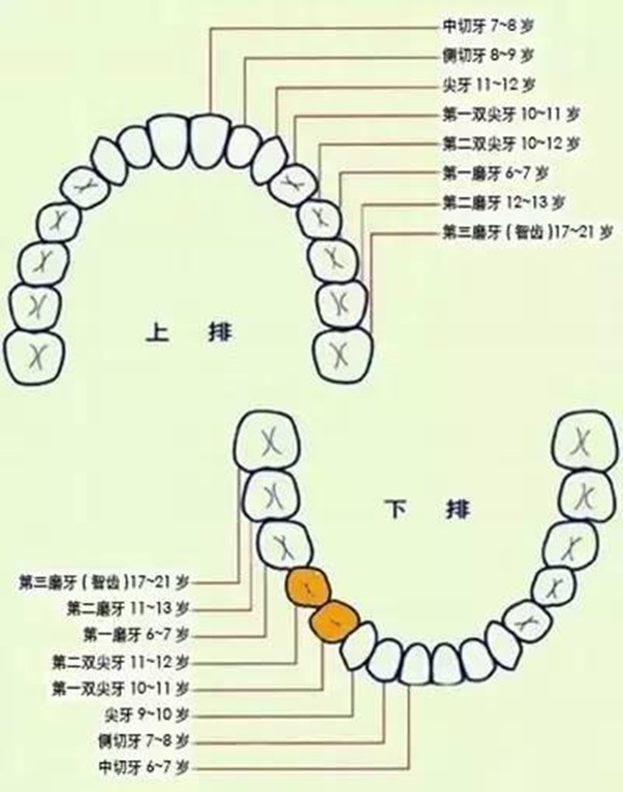 孩子换牙过程中可以吃一些粗粮,帮助牙齿脱落,家长遇到无法解决的问题